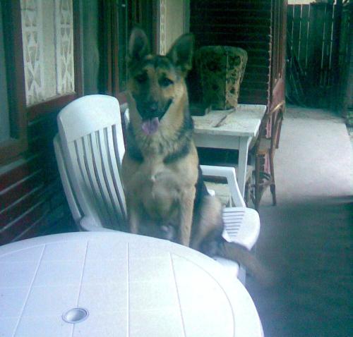 german shepard - he's cute but he's to smart for a dog...he likes to have it he's way