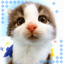 cat - a cute cat