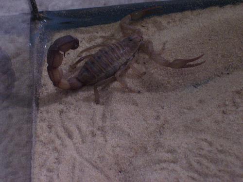 Bug - One of my exotic pets