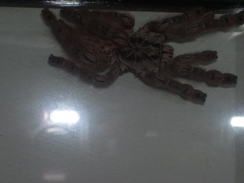 Bug - One of my exotic pets