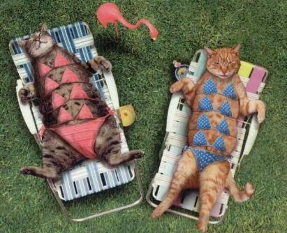 bikini cats - cats enjoying the sun haha