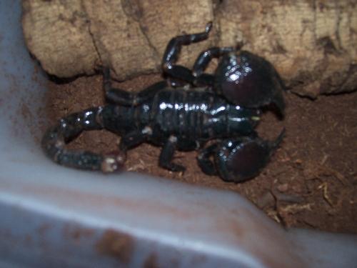 Bug - One of my exotics