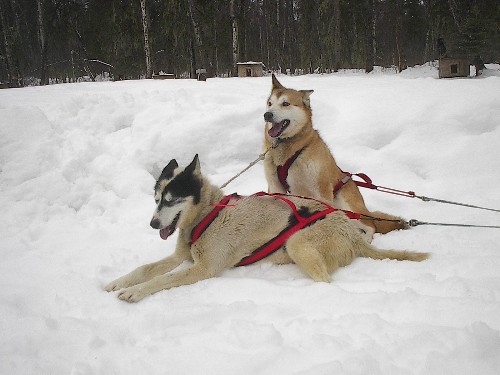 Alaskan Huskies - http://en.wikipedia.org/wiki/Image:Leaders.JPG