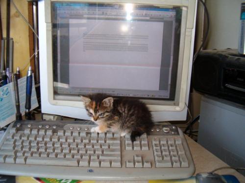 They said there was a mouse around here - Cat on computer makeing her place on the net