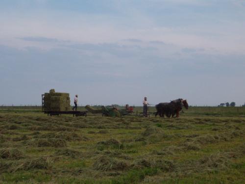 Making Hay wall the sun shins - Amish out making hay with horses and a baller