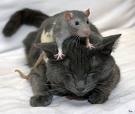 Unlikely Friends. - a mouse on top of a cat.