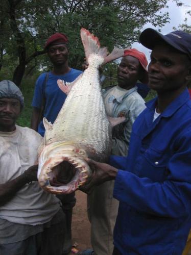 Tiger Fish - A Big fish with big sharp teeths.