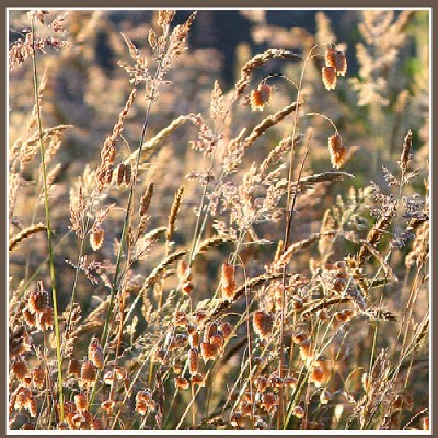 Natural grasses  - I have to give credit where credit is due. this photo was found here. http://www.flickr.com/photos/44548980@N00/865862898/