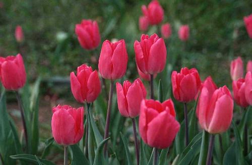 Garden Tulips - Garden Tulips
