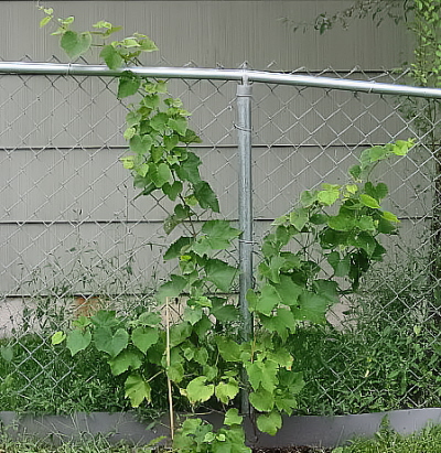 My Grapevine - This is a Kay Gray Grape variety. Green grapes with a semi tart taste. My Grapevine - This is a Kay Gray Grape variety. Green grapes with a semi tart taste.