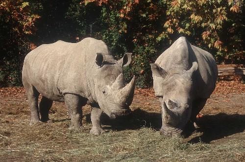Rhino - Rhino