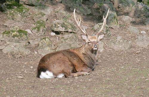 Stag Deer - Stag Deer