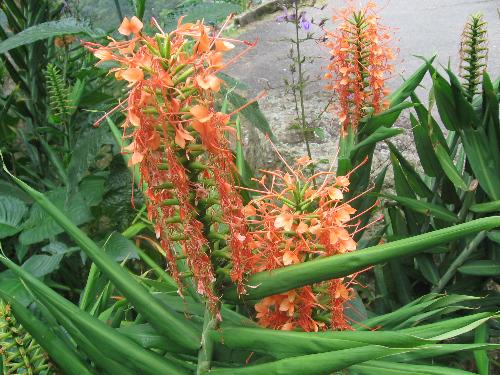 Tranquil Moments - Flowers along the road of the hollywell hike.