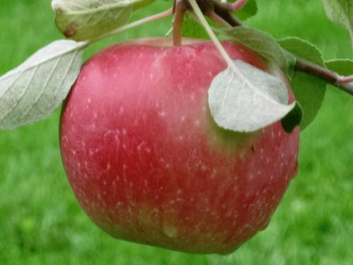 Another Beauty - Honeycrisp ready to eat any day now from my back yard.
