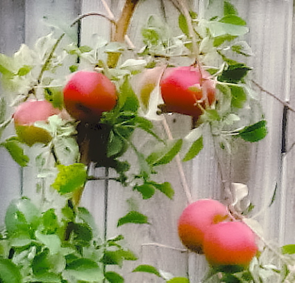 My Honeycrips App;es - Sagging but plentiful none the less.