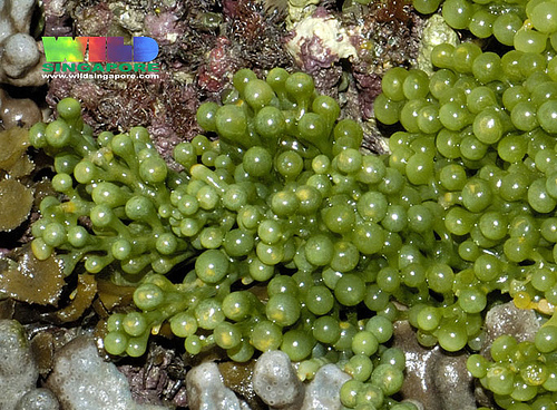 caulerpa racemosa - green seaweed, caulerpa racemosa