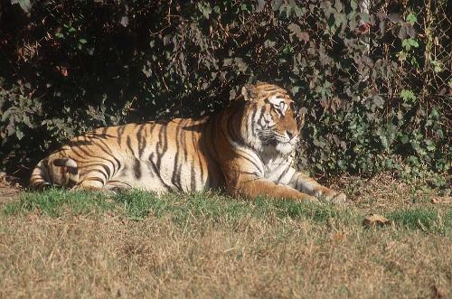 Tiger - Tiger