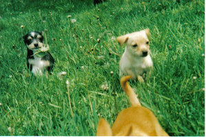 Dogs - Puppies playing on the lawn.