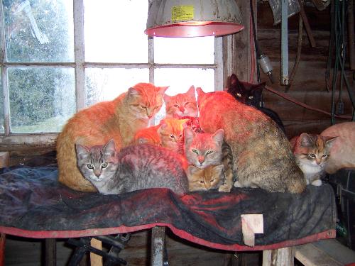 Adoption from a family of barn cats - We received 4 out our 5 cats from this family of barn cats. The farmer provided an infra red lamp to keep them warm. They were so cute snuggled together...and a year later the 4 siblings still love to pile on top of each other when they are sleeping. It seems like they are built in security blankets for each other because of the way they started out...piled together under the infra lamp.