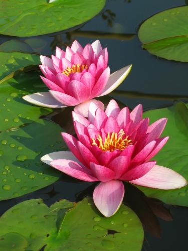 Garden Water Lily - Garden Water Lily