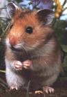 hamster - hamster the best pet for me