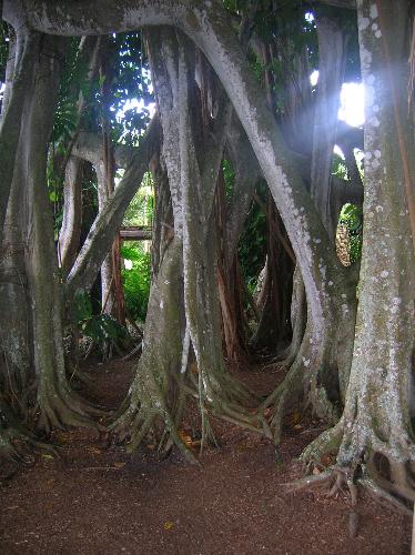 Banyan Tree - These banyan trees grow all over South Florida and are great shade trees. This particular grove is located in a city park called Pinecrest Gardens.