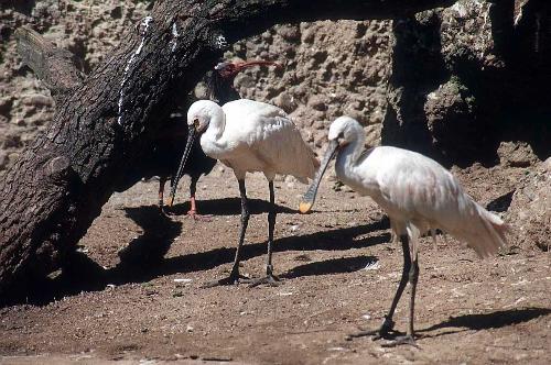Spoonbill Bird - Spoonbill Bird