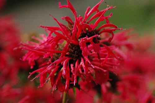 Wild Flower - This is a wild flower I photographed while on a nature trail in Southern Michigan.
