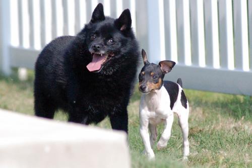 Schipperke and Rat Terrier - The black dog is our Schipperke (Tino) a few minutes after we brought our Rat Terrier (Tiny)home. Tiny is now full grown and about the same size at Tino. They have jealousy issues. Tiny can&#039;t stand for Tino to have any attention...and Tino can&#039; stand for Tiny to have any toys. 