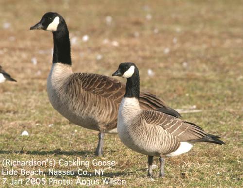 Canadian Goose - Canadian goose. Bird on the Canadian Dollar. 