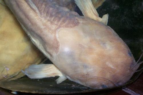 is this hito? - clarias species, hito in philippines