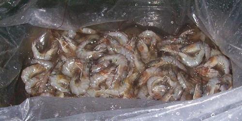 yummy shrimps - shrimps to be sold at low prices