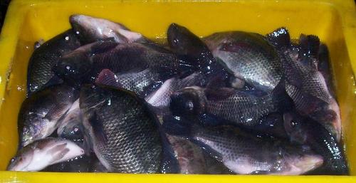popular tilapia! - tilapia or oreochromis niloticus from taal lake