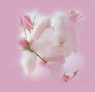 rabbit - one sweet rabbit is sleeping ishhhhhhhhhhhh.............