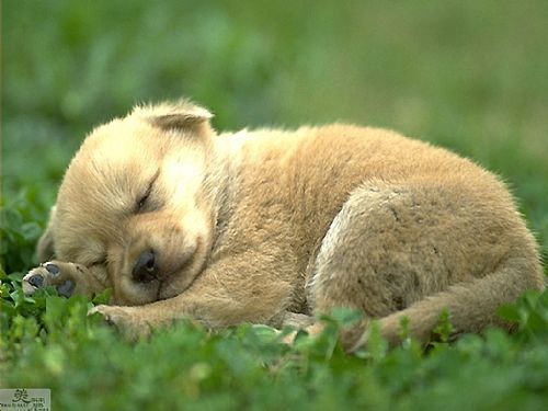 a lovely sleeping dog - i hope i could have a dog. but i have no enough time and money. maybe that is reason. in fact the plan is delay later and later. if i could see lovely dogs, i feel happy and i hope everybody could share the happiness with me.