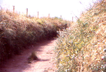 Walks in the nature or gym? - Do you like walks in the open nature.