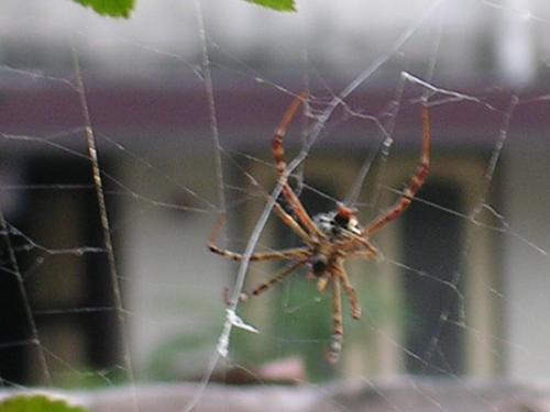urban spider - spider hanging in mid air .. on its web