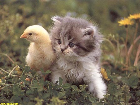 Friends - Nice!!!