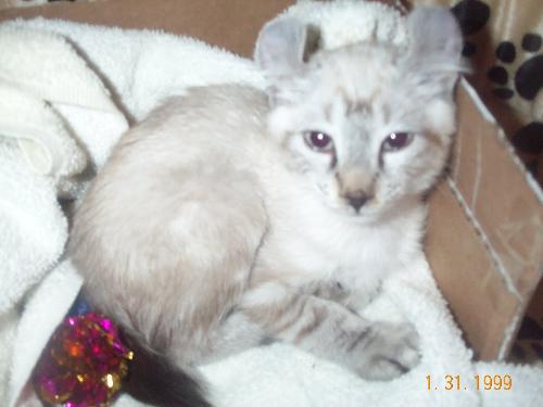 yukon - recent picture of my highlander lynx cat yukon.he is changing so much and so fast.its amazing.