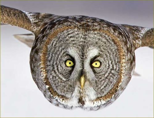 owl - eager