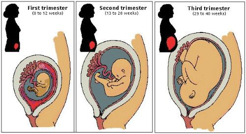 pregnancy - Pregnancy by Trimester
