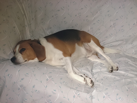 Almost asleep! - Shhhhh I need my beauty rest.