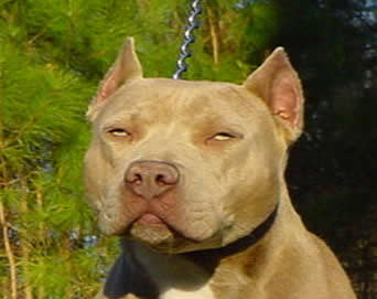 My Dog :) - Hes cool he likes 2 bite he protects me :D