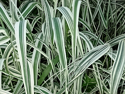 Closer View - A close up of an unknown grass type perenial I have spreading like weeds