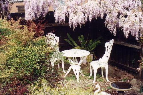 My yard - My peaceful little corner in my yard.