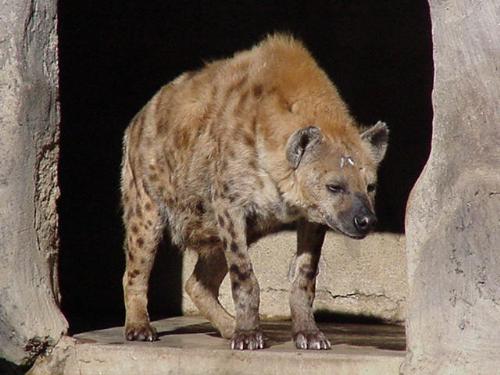 Hyena looking rather evil - A Hyena at the zoo in Sacramento. It is rather evil looking. Its coat is a reddish-brown with black spots. Its head is lowered in a menacing-looking way. The Hyenas at the Sac Zoo live in a cave. The cave is man-made from cement. 