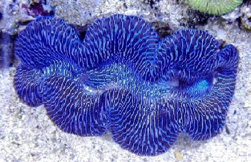 giant clam breeding - the giant clam