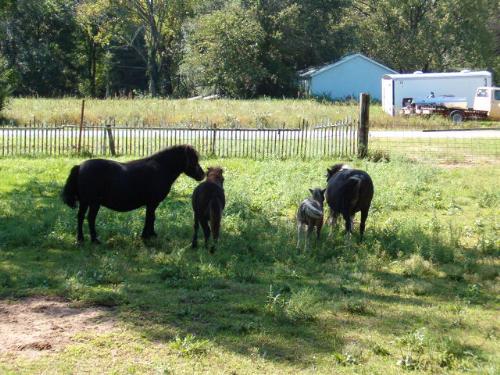 Mini horses in the front yard - Katie, No Name and Studley in the front yard of the house of my friend.