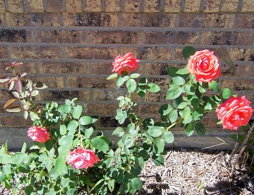 My only blooming rose bush. - Bright orange roses. Just beautiful and they smell wonderful. My only blooming rose bush. - Bright orange roses. Just beautiful and they smell wonderful.