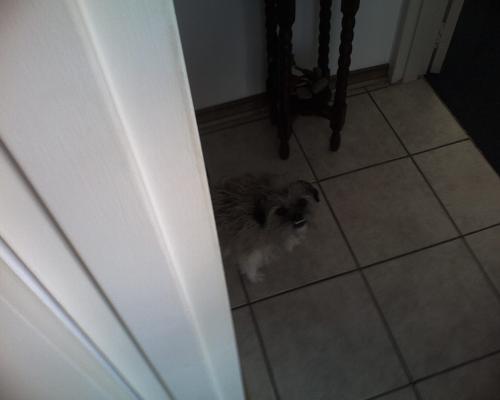 This my dog - Since I was born I had dogs in my life as friends. This is my latest friend Maxi.